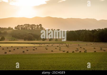 Golden hour light casts a warm glow over sprawling hay fields dotted with bales in rural Geneva, with shadowy alpine silhouettes in the backdrop. Stock Photo