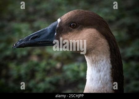 Swan goose portrait in profile showing beak detail Stock Photo