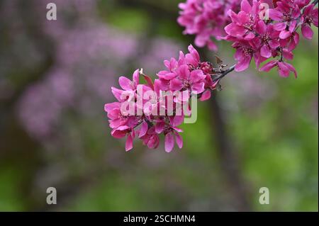 Blue muscat grapes bunch isolated on wooden background. Grapes with green leaves. Stock Photo