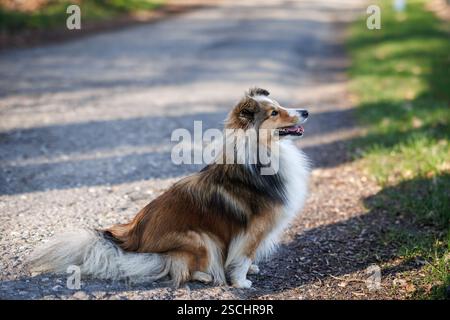 Shetland sheepdog outdoors. Purebred dog sitting on road Stock Photo