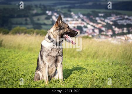 German shepherd dog sitting in field. Portrait of purebred dog outdoors Stock Photo