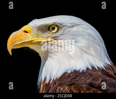 Bald Eagle (Haliaeetus leucocephalus), animal portrait, captive, France Stock Photo