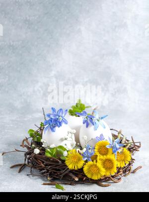 Decorative Easter nest with eggs, blue scilla, and yellow coltsfoot blossoms on a gray background. Fresh and festive spring composition. easter nest w Stock Photo