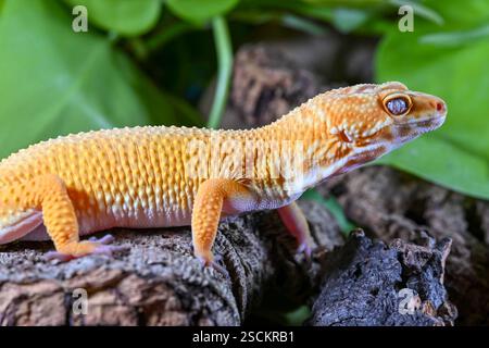 A captive Leopard Gecko (Eublepharis macularius) on a wooden bark log against a green leaf background Stock Photo