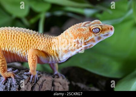 A captive Leopard Gecko (Eublepharis macularius) on a wooden bark log against a green leaf background Stock Photo