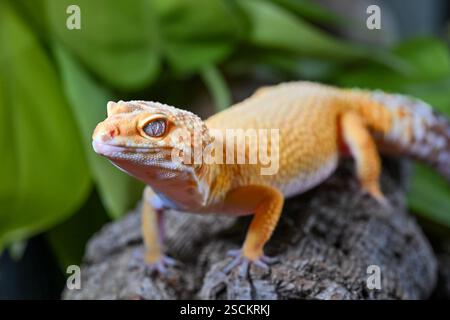 A captive Leopard Gecko (Eublepharis macularius) on a wooden bark log against a green leaf background Stock Photo