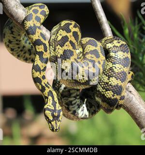 Jungle Carpet Python Coiled on Branch: Vivid close-up of a Jungle Carpet Python coiled tightly on a branch, showcasing intricate scale patterns. Stock Photo