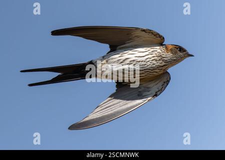 Eastern red-rumped swallow in flight close-up detail of the bird Stock Photo