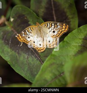 White Peacock Butterfly on Leafy Plant: Captured in a natural setting, a White Peacock Butterfly rests on a leaf, showing off its unique patterns. Stock Photo