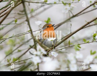 European robin Erithacus rubecula, perched in flowering wild cherry tree, County Durham, England, UK, February. Stock Photo