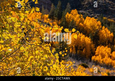 The leaves of the trees on the mountainside are changing to golden yellow colors for autumn. Stock Photo