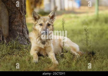 Red mongrel dog walks in the park. Half breed white Swiss shepherd walks in fresh air on the green grass and enjoys life Stock Photo