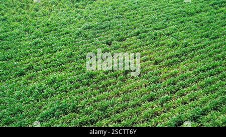 Aerial view of lush green agricultural fields with distinct tractor ...