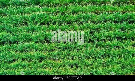 Aerial view of a lush green agricultural field with neat rows of young ...