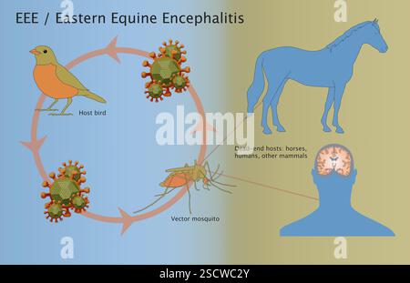 An illustration of the East Eastern Equine Encephalitis (EEE) virus. EE ...