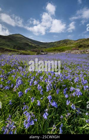 Bluebells (Hyacinthoides non-scripta) in Cwm Pennant backed by the Nantlle Ridge, Cwm Pennant, Snowdonia National Park, Eryri, Gwynedd, North Wales Stock Photo