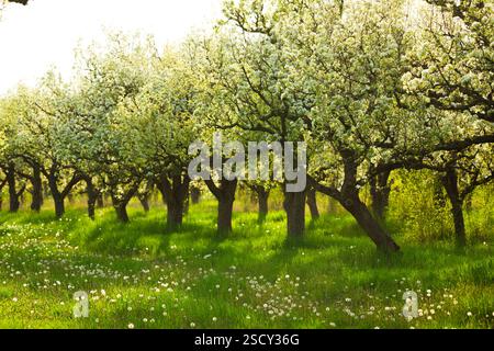Blossoming pear trees in a serene orchard during springtime near a lush grassy meadow Stock Photo