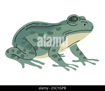 Green frog. Small amphibian. Animal in the wild. Nature and fauna. Vector illustration isolated on white background Stock Vector