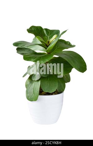Fiddle Leaf Fig, Ficus Lyrata, plant in white pot isolated cutout on white Stock Photo