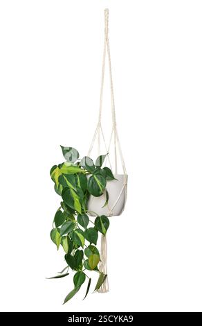 Philodendron Brazil tropical houseplant trailing vine hanging in a macrame basket isolated cutout on white Stock Photo