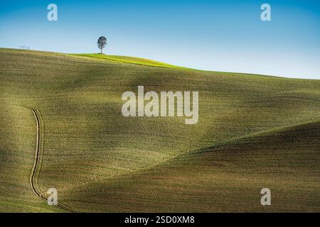 Lonely tree on top of a rolling hill, Tuscan landscape in the countryside between Volterra and Peccioli, in the Pisan hills in winter. Province of Pis Stock Photo