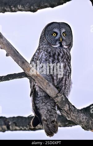 A vvertical image of a wild Great Grey 0wl, "Strix nebulosa", perched in a tree in his home habitat in rural Alberta Canada Stock Photo