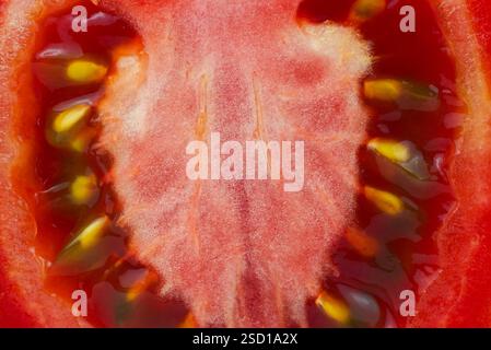 Tomatoes are rich in essential vitamins and nutrients. Growing tomatoes can be a rewarding experience for gardeners. Fresh, juicy tomatoes straight fr Stock Photo