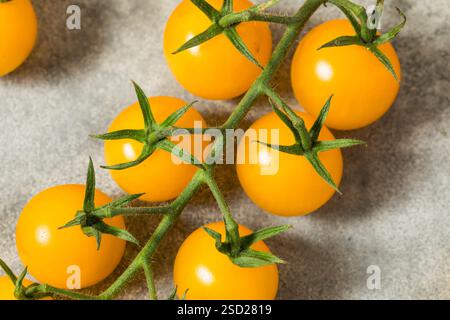 Organic Raw Yellow Cherry Tomatoes on the Vine Stock Photo