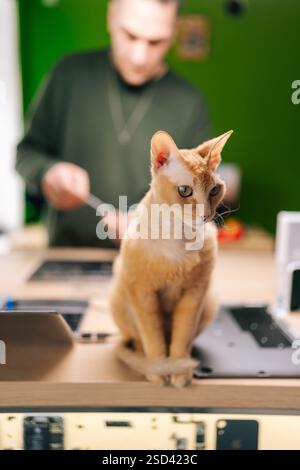 Vertical portrait of orange devon rex cat sitting on desk in computer repair workshop, while focused technician servicing broken laptop in background. Stock Photo