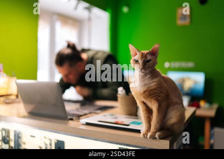 Portrait of orange devon rex cat sitting on desk in computer repair workshop, while focused technician servicing broken laptop in background. Stock Photo