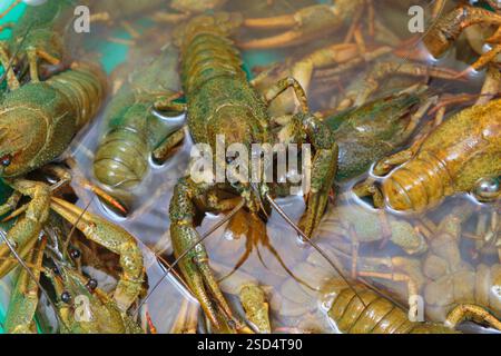 Live crawfish crawl in the water in a large container Stock Photo