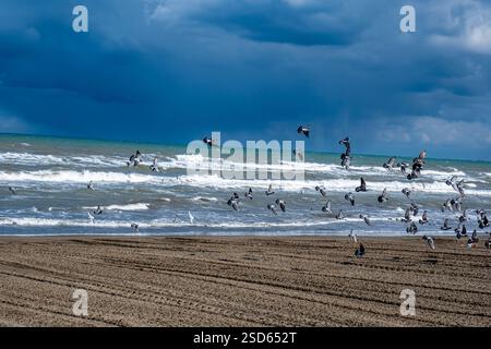 A flock of birds flying over a beach with a stormy sky in the background. Scene is one of chaos and unpredictability, as the birds are scattered and f Stock Photo