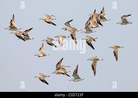 Great knot (Calidris tenuirostris), flock in flight, Thailand Stock Photo