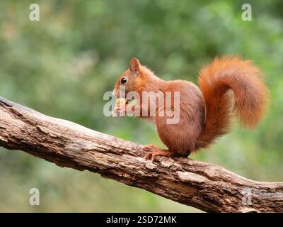 European red squirrel, Eurasian red squirrel (Sciurus vulgaris), sits on a branch and eats a peanut, Netherlands Stock Photo