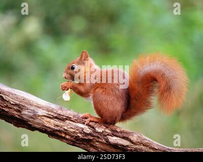 European red squirrel, Eurasian red squirrel (Sciurus vulgaris), sits on a branch and eats a peanut, Netherlands Stock Photo