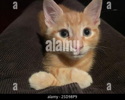 Ginger Tabby Cat Stock Photo