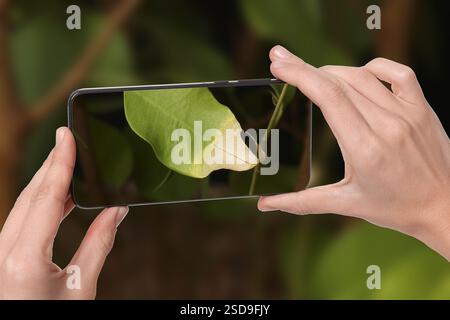 Man using mobile phone to recognize disease of house plant, closeup. Finder app Stock Photo