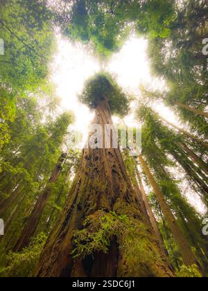 Sequoia trees Stock Photo