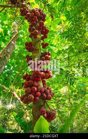 Fig Tree with Clusters of Ripe Fruits in a Tropical Forest Stock Photo ...
