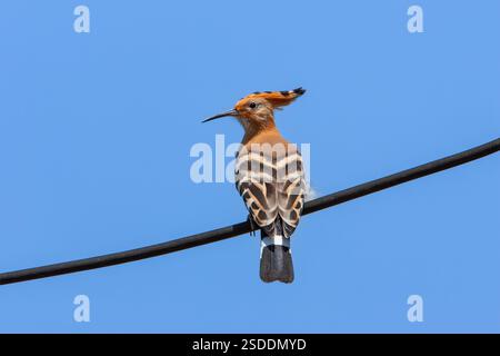 Eurasian hoopoe (Upupa epops). This bird is found throughout Europe, Asia, northern and Sub-Saharan Africa and Madagascar. It migrates to warmer tropical regions in winter. It inhabits cultivated ground with short grass where it hunts for insects and worms. It reaches 25-29 centimetres in length with a wingspan of around 48 centimetres. Photographed in Israel. Stock Photo