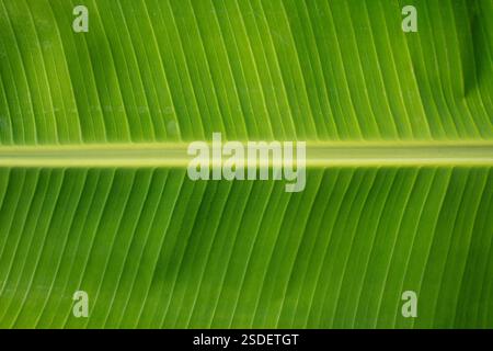 Closeup texture of banana leaf Stock Photo