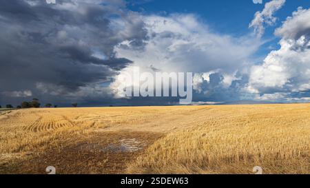 Dramatic storm clouds over a golden field on farmland at Moolort in Central Victoria, Australia. Stock Photo