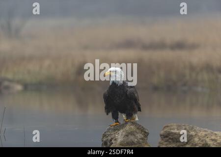 One Bald Eagle, Haliaeetus leucocephalus, standing on a rock in the shallow water ashore a small pond on a foggy cold autumn day Stock Photo