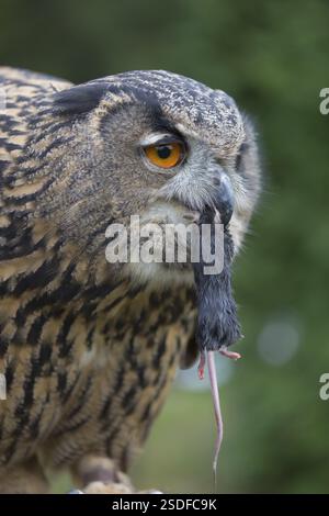 Portrait of an Eurasian Eagle Owl, Bubo bubo. Swallowing a dark grey mouse. Green vegetation in the background Stock Photo