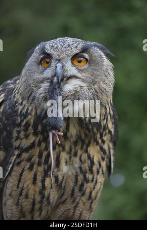 Portrait of an Eurasian Eagle Owl, Bubo bubo. Swallowing a dark grey mouse. Green vegetation in the background Stock Photo