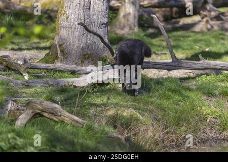 One Timberwolf, Canis lupus lycaon, standing in an opening of a forest on green grass in bright sunlight Stock Photo