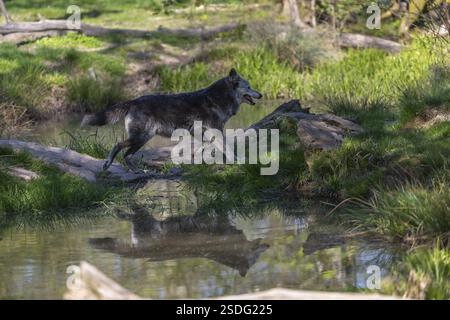 One Timberwolf, Canis lupus lycaon, walking ashore a small pond. Green grass in the background Stock Photo