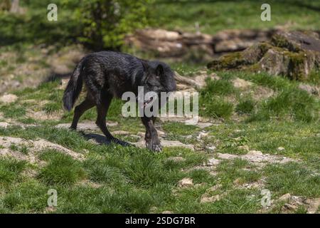 One Timberwolf, Canis lupus lycaon, walking over green grass in an opening of a forest Trees and green grass in the background Stock Photo