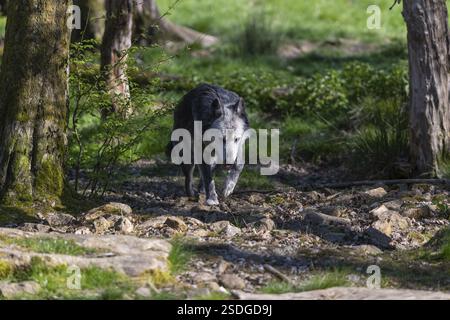 One Timberwolf, Canis lupus lycaon, walking over green grass in an opening of a forest Trees and green grass in the background Stock Photo