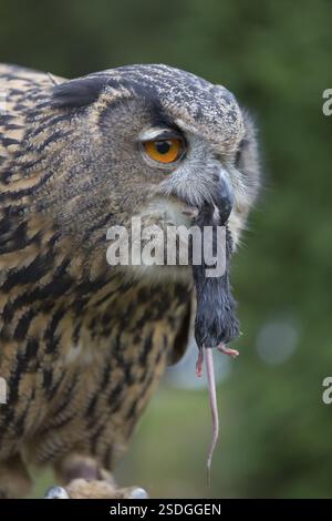 Portrait of an Eurasian Eagle Owl, Bubo bubo. Swallowing a dark grey mouse. Green vegetation in the background Stock Photo